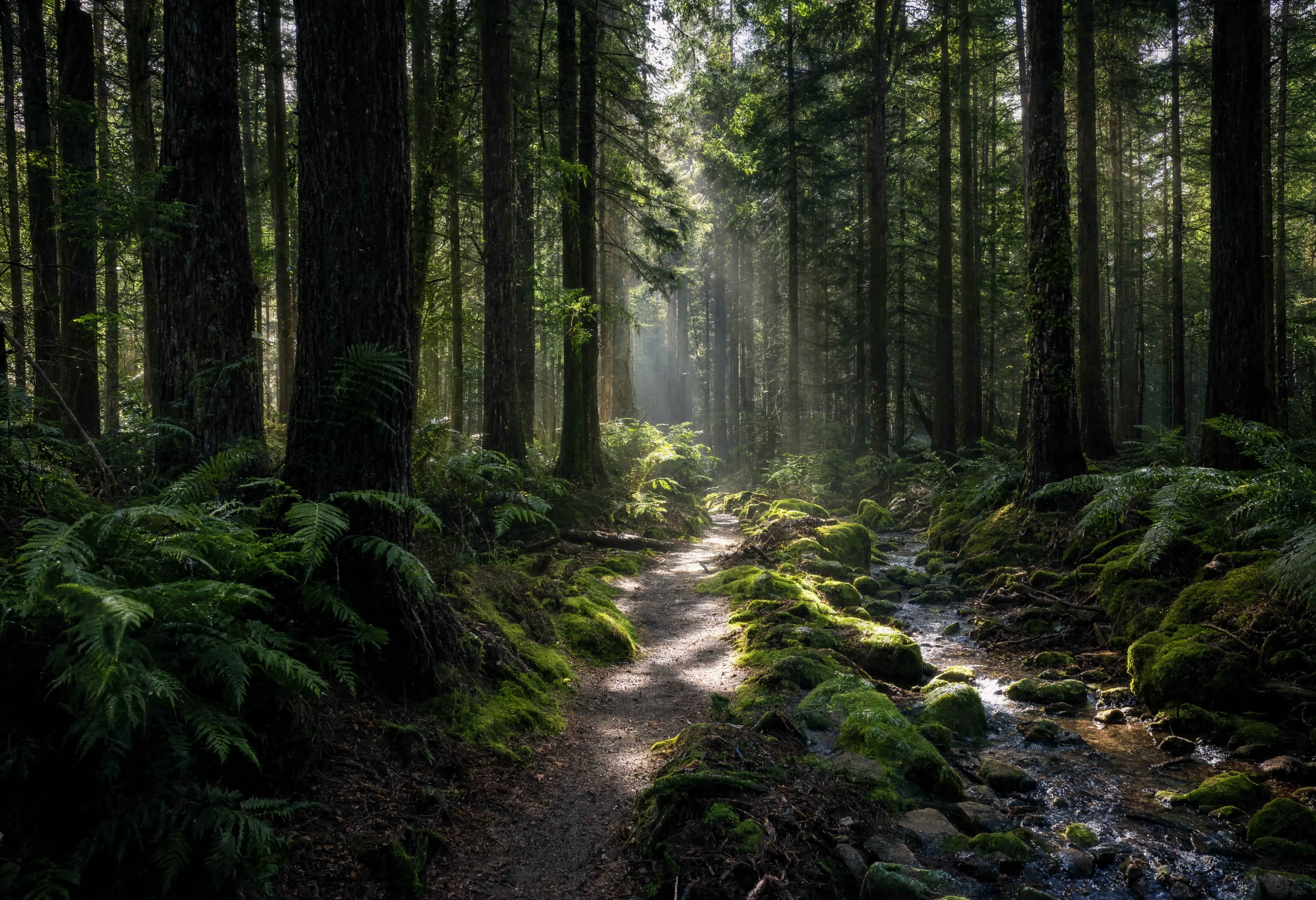 Schwarzwald Waldpfad im Morgennebel mit Tannen und Bachlauf